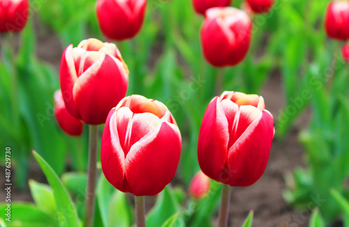 Red tulips in the spring garden