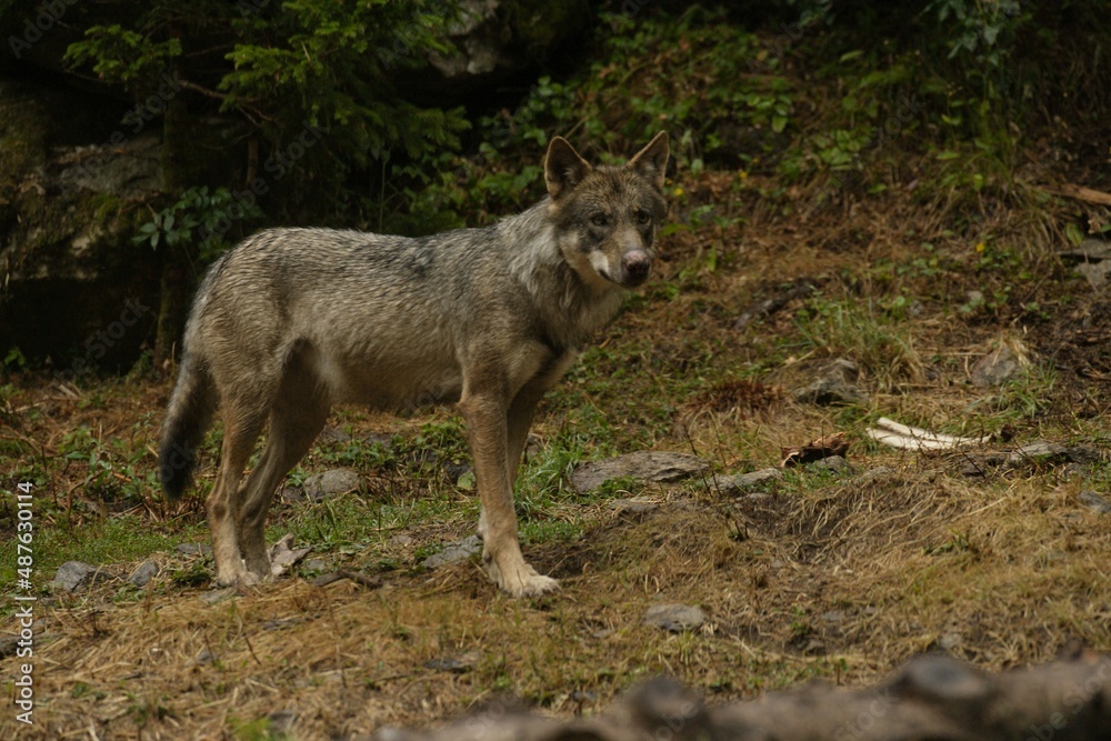 Loup gris commun