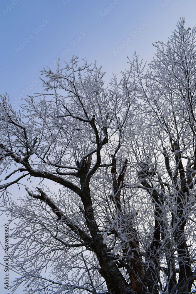 Frozen tree branshes and needless in sunny cold weather morning time rural countryside in Kongsvinger, Norway Frozen tree branshes and needless in sunny cold weather morning time rural countryside in Kongsvinger, Norway