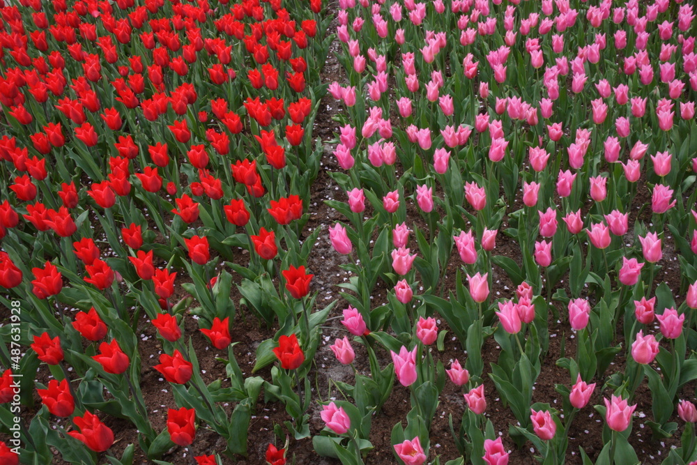 Tulipes aux Pays-bas