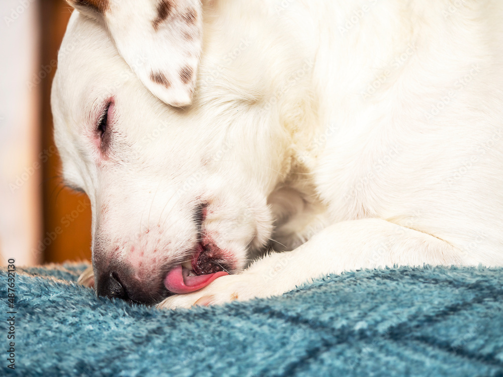 A white Jack Russell dog is lying on the couch and eating his paw.