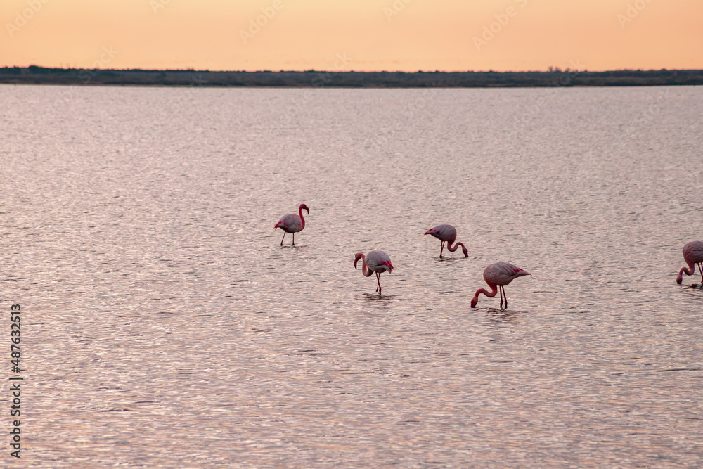 Birds Wildlife Pink flamingos population in southern Europe
