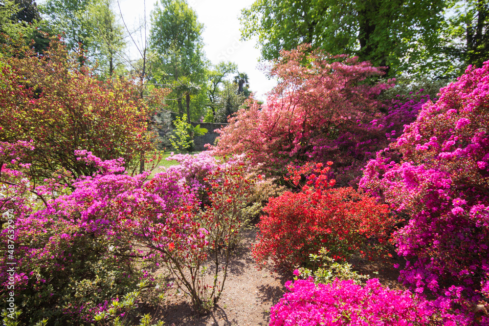 Colorful and beautiful spring flowers blooming on a garden in natural summer or spring background. Colorful and beautiful spring flowers blooming on a garden in natural summer or spring background.
