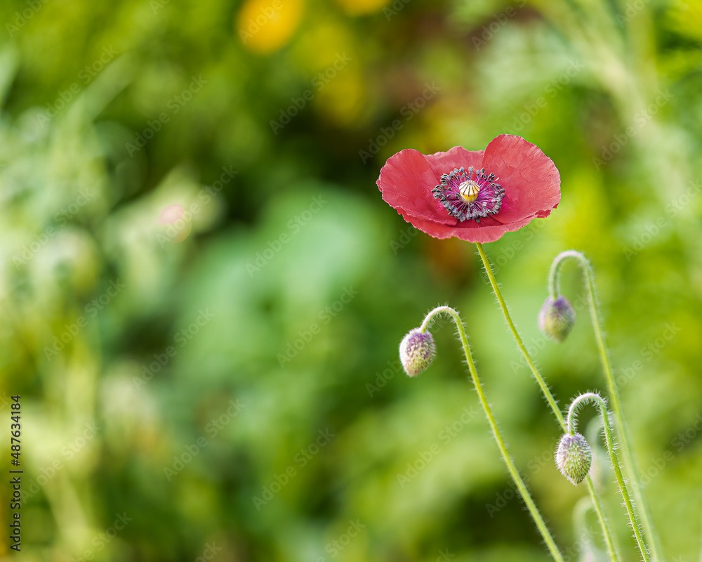 Poppy flower in green Background Poppy flower in green Background