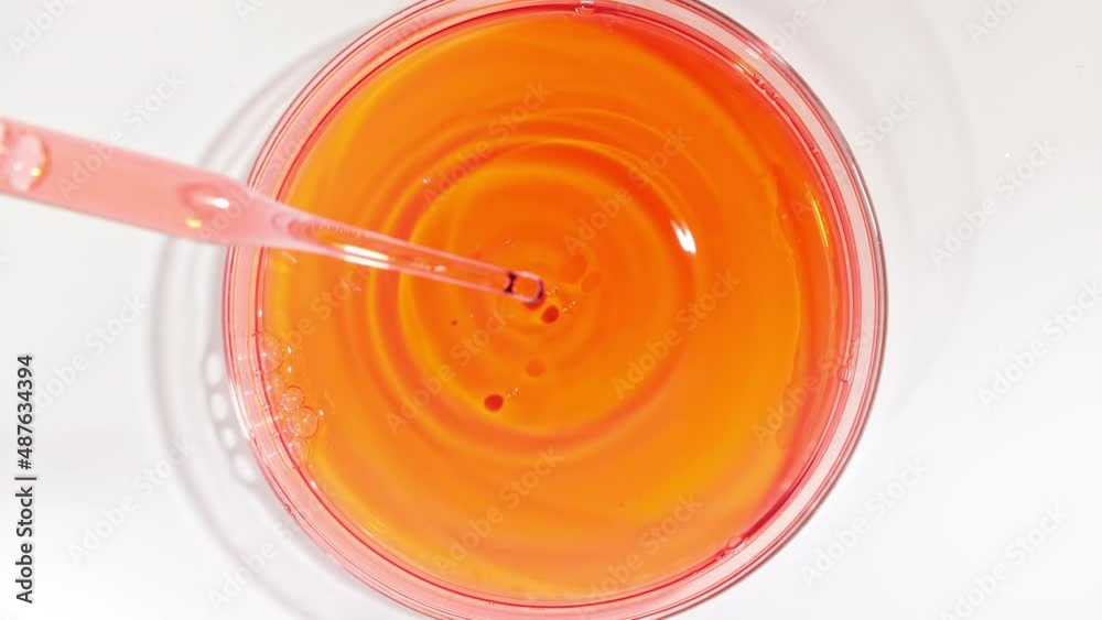 Transparent Red Fluid Oil from a from Pipettes Dripping into Petri Dishes. Chemical Laboratory Research. Natural Organic Cosmetics, Medicine. Production of Natural Cosmetics Close-up. 4k Transparent Red Fluid Oil from a from Pipettes Dripping into Petri Dishes. Chemical Laboratory Research. Natural Organic Cosmetics, Medicine. Production of Natural Cosmetics Close-up. 4k