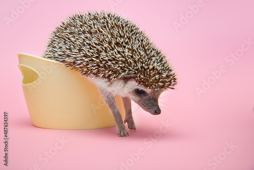 Quadro su tela African pygmy hedgehog trying to get out of the basket