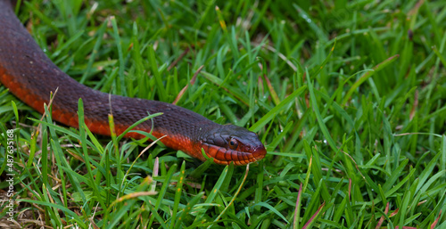 Copy space with red bellied snake on the grass