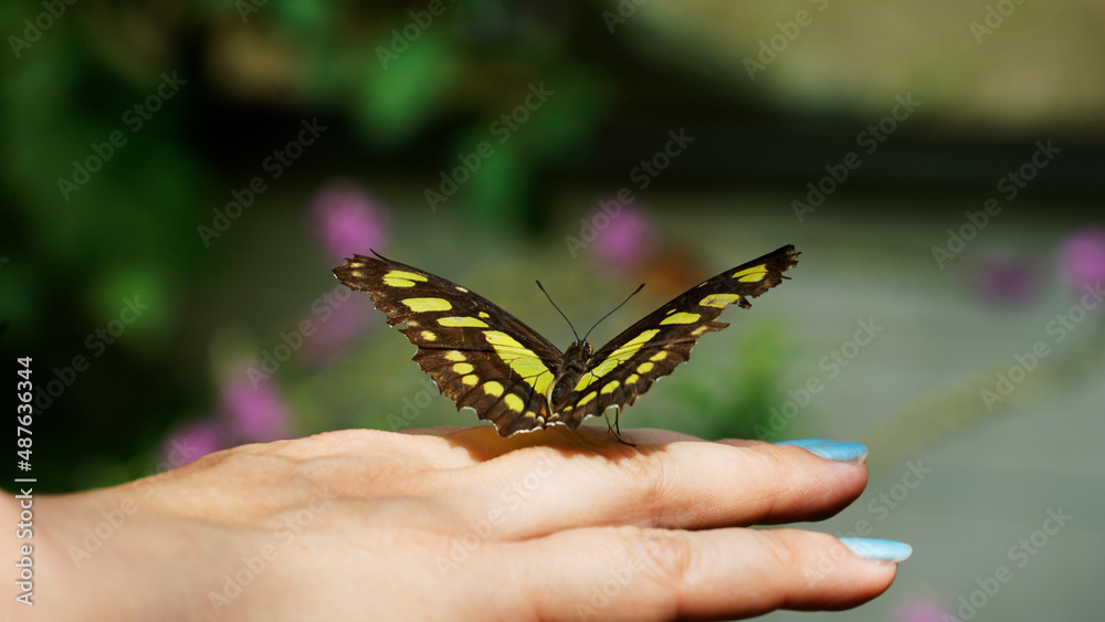Butterfly on a woman's hand