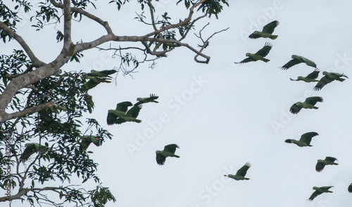 parrots flying in amazon rainforest peru photo