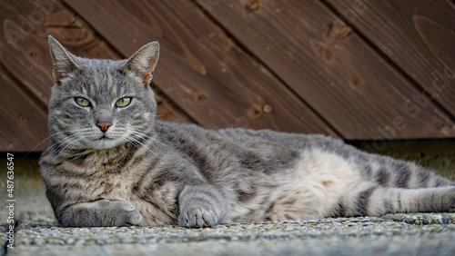 Fototapeta Naklejka Na Ścianę i Meble -  British shorthair cat with wooden background