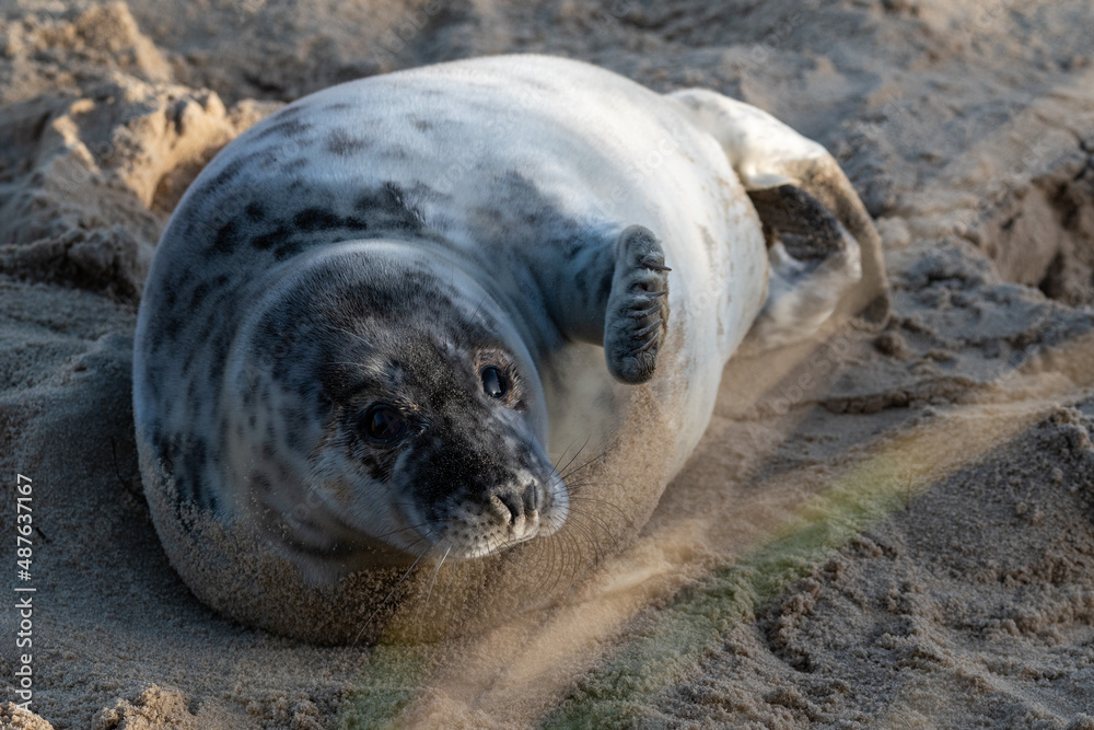 Fototapeta premium Grey seal pup, at around 4-5 weeks old, laying/resting on Horsey Gap beach in north Norfolk. Photographed in January 2022.