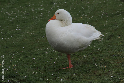 white duck on the shore