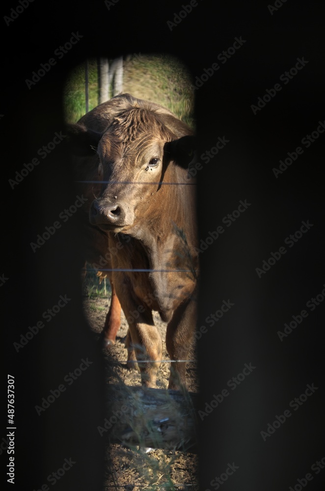 Obraz premium A brown cow viewed through a gap in the barnboard wall of a barn