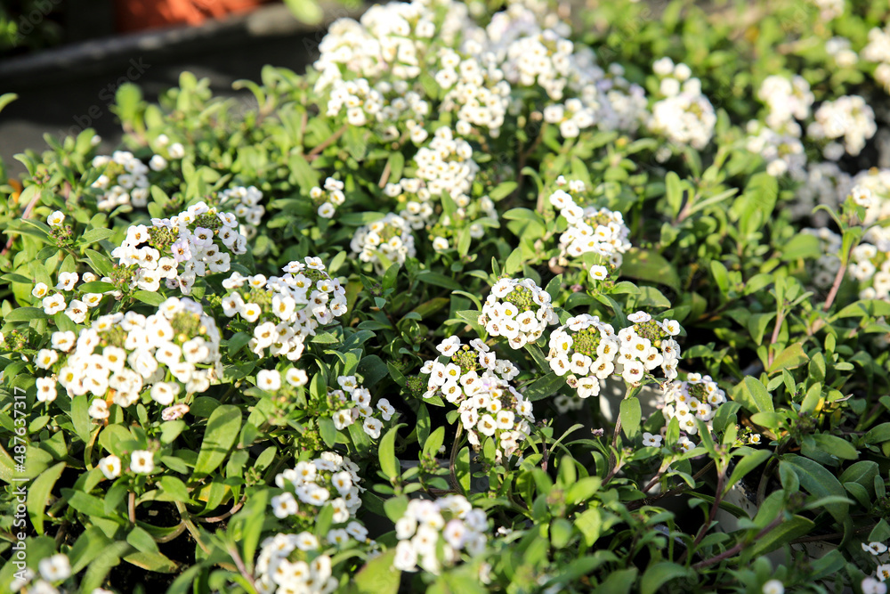 Potted Lobularia Maritima plants for sale