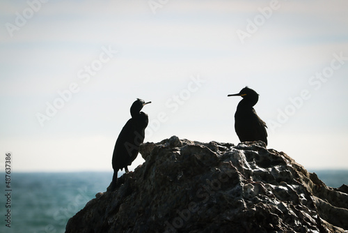 Dos cormoranes descansan en una roca junto al mar mientras toman el sol photo
