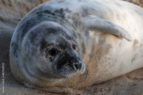 4-5 week old grey seal pup laying/resting on Horsey Gap beach in north Norfolk. Photographed during the 2022 breeding season.