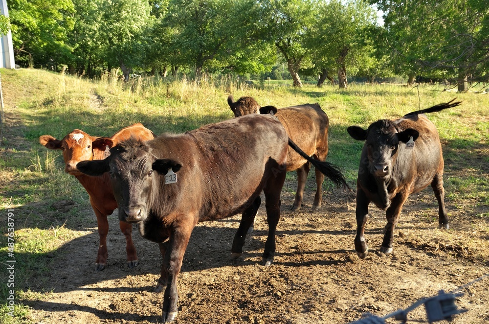 Herd of multi colored beef cattle in green countryside pasture contained by electric fence Herd of multi colored beef cattle in green countryside pasture contained by electric fence