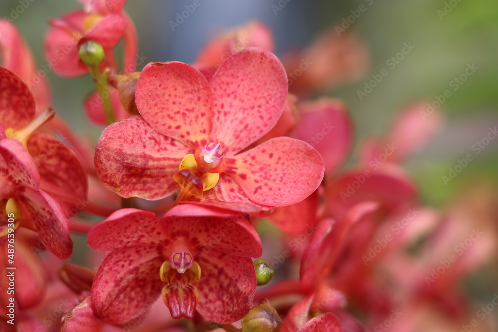 Obraz premium tropical flowers