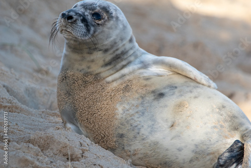 Grey seal pup, at around 4-5 weeks old, laying/resting on Horsey Gap beach in north Norfolk. Photographed in January 2022.