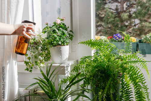 Woman taking care and watering dry indoor green plants. Home gardening and urban jungle concept