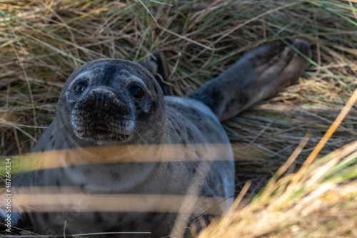 Portrait of a 4-5 week old grey seal pup laying/resting in the grassy dunes of Horsey Gap beach on the north Norfolk coast, England. Photographed during the 2022 breeding season. photo