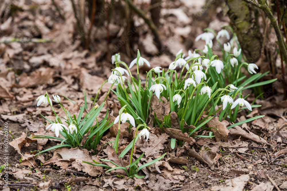 Flowers of snowdrop spring garden. Common snowdrop Galanthus nivalis flowers Flowers of snowdrop spring garden. Common snowdrop Galanthus nivalis flowers