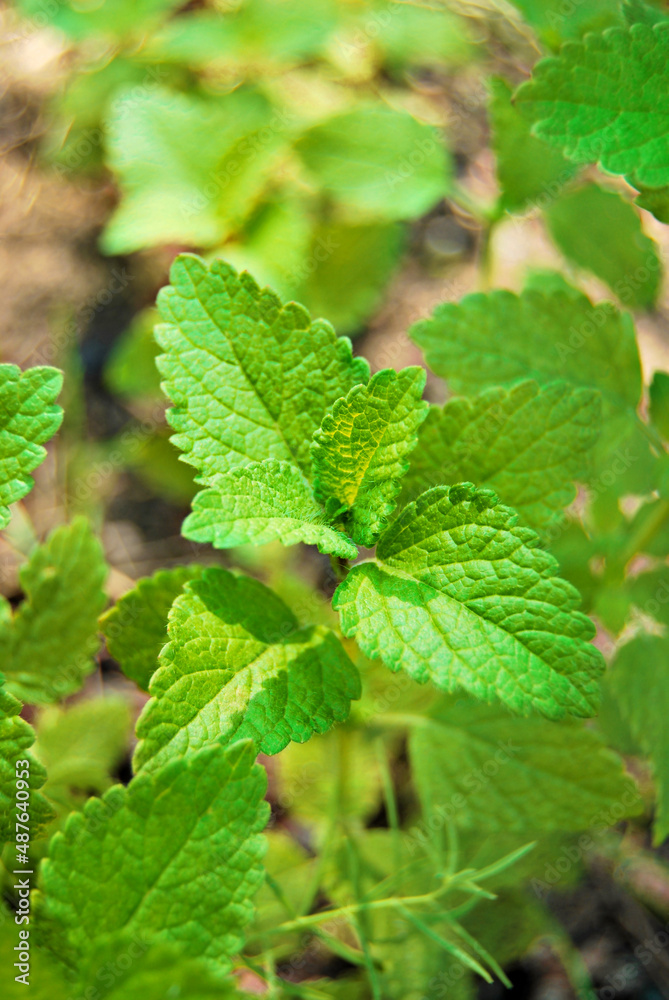 Lemon Balm plant close up, Melissa officinalis growing in the garden