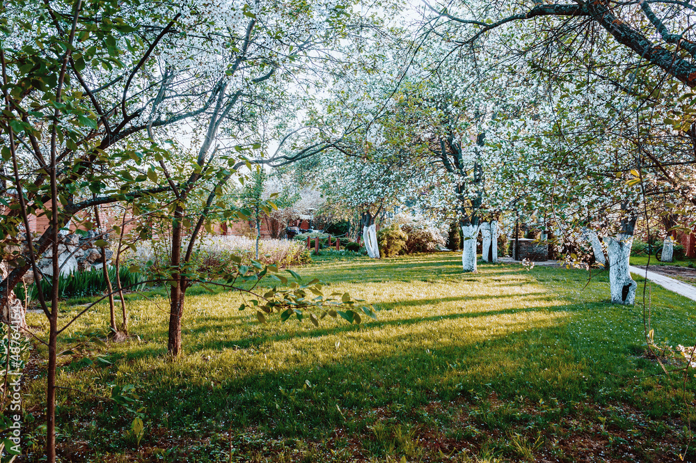 Picturesque View Of Trees On A Field Against A Clear Sky. Beautiful spring garden. Blooming cherry trees in the home garden. Official spring garden Picturesque View Of Trees On A Field Against A Clear Sky. Beautiful spring garden. Blooming cherry trees in the home garden. Official spring garden
