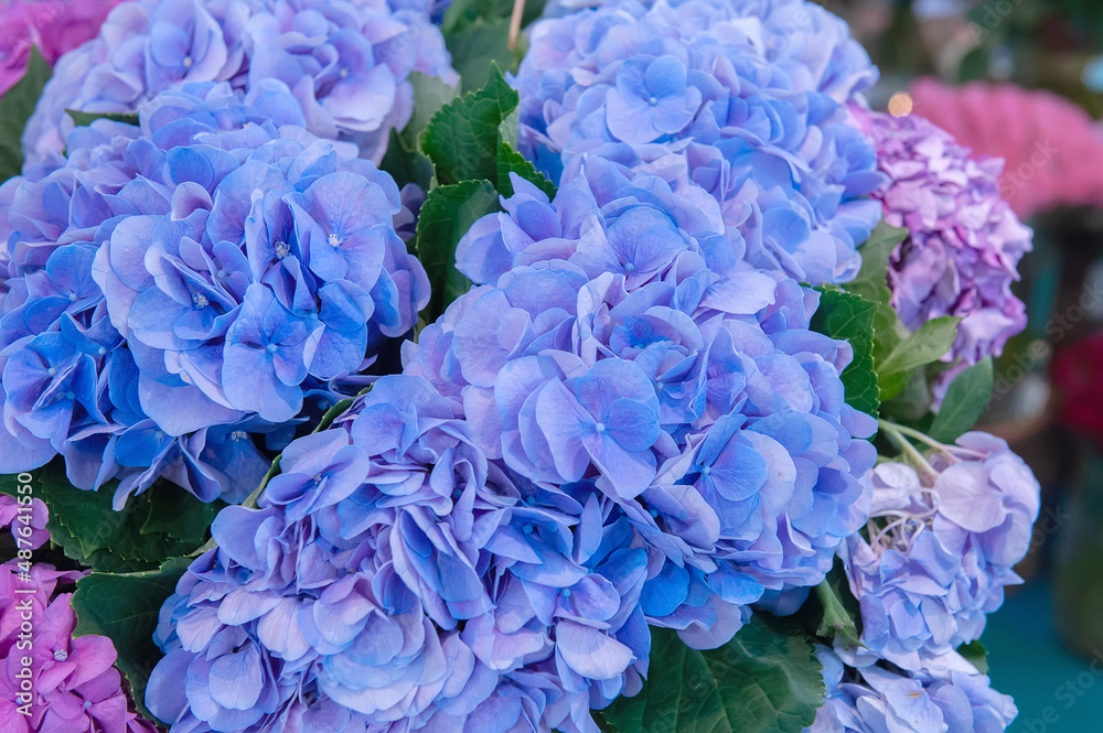 Blue and pink hydrangeas close-up. Bright hydrangea flowers natural background Blue and pink hydrangeas close-up. Bright hydrangea flowers natural background
