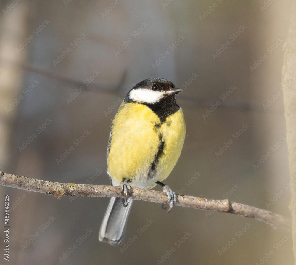 Naklejka premium great tit perched at Saltykovsky forest park, Kosino-Ukhtomsky, Moscow, Russia at winter