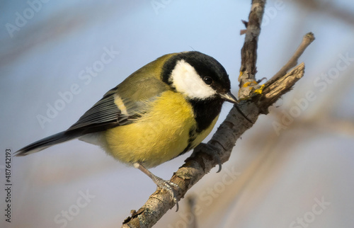 great tit perched at Saltykovsky forest park, Kosino-Ukhtomsky, Moscow, Russia at winter