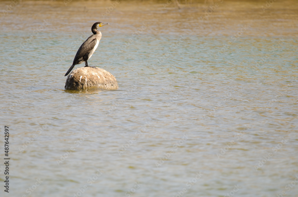 Great cormorant Phalacrocorax carbo on a rock. Charca de Maspalomas. San Bartolome de Tirajana. Gran Canaria. Canary Islands. Spain.