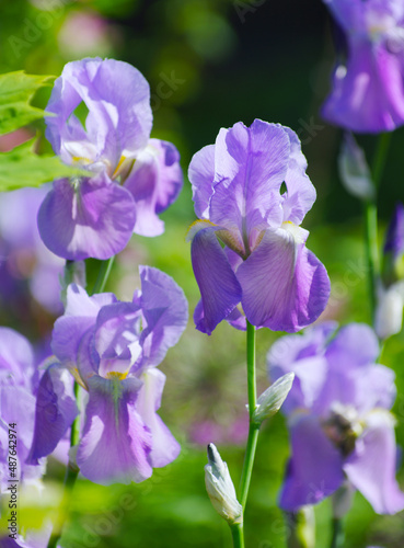 Colorful irises in the garden  perennial garden.