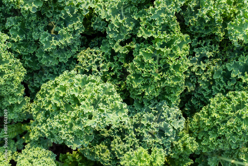 Top view of fresh kale leaves. Natural food background close up