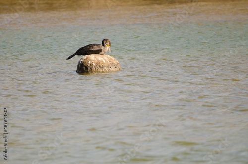 Great cormorant Phalacrocorax carbo resting on a rock. Charca de Maspalomas. Gran Canaria. Canary Islands. Spain.
