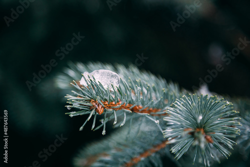Close up of fir tree branches in water drops covered with melting snow. Real spring  winter background