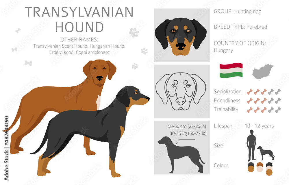 Transylvanian hound clipart. Different poses, coat colors set
