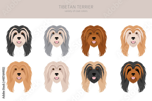 Obraz na płótnie Tibetan terrier clipart. Different poses, coat colors set