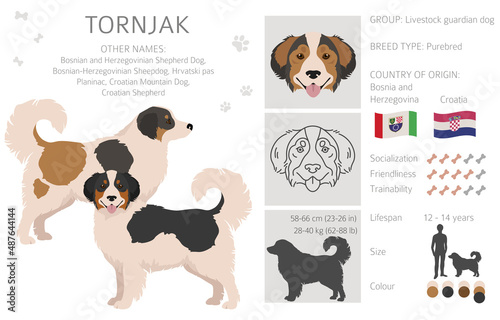 Tornjak clipart. Different poses, coat colors set.