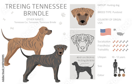 Treeing Tennessee Brindle clipart. Different poses, coat colors set