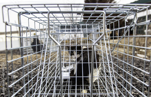 Photography Cat locked cage