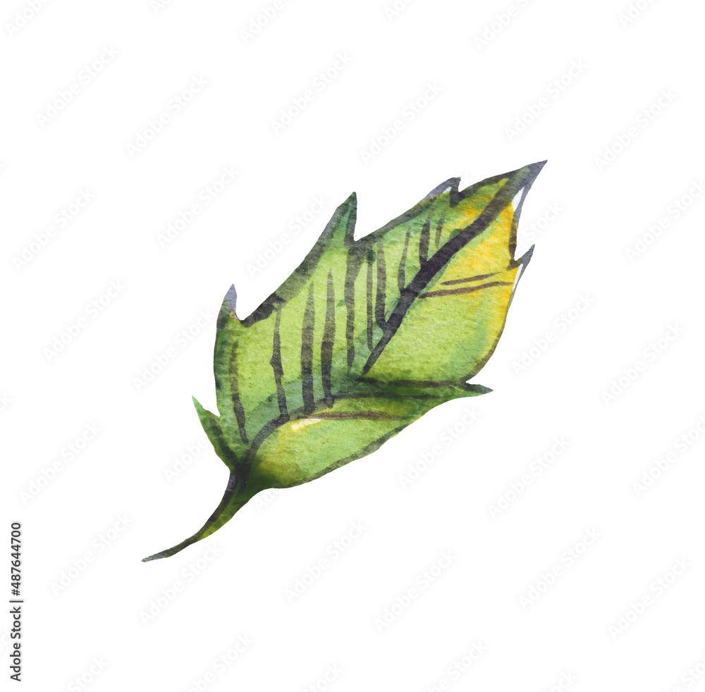 Obraz premium Leaf. Watercolor illustration. Hand painted