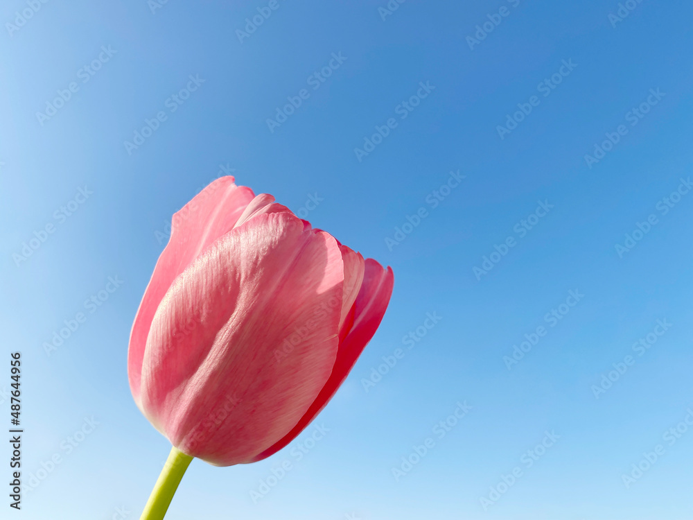 pink tulip against clear blue sky