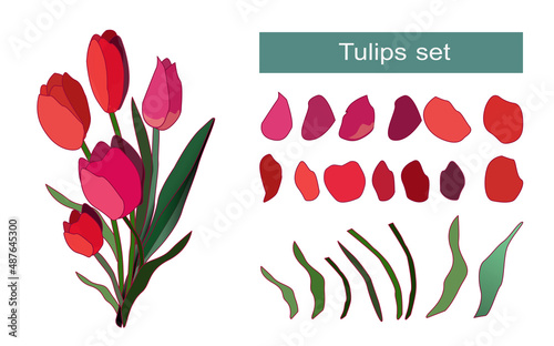 set of tulips