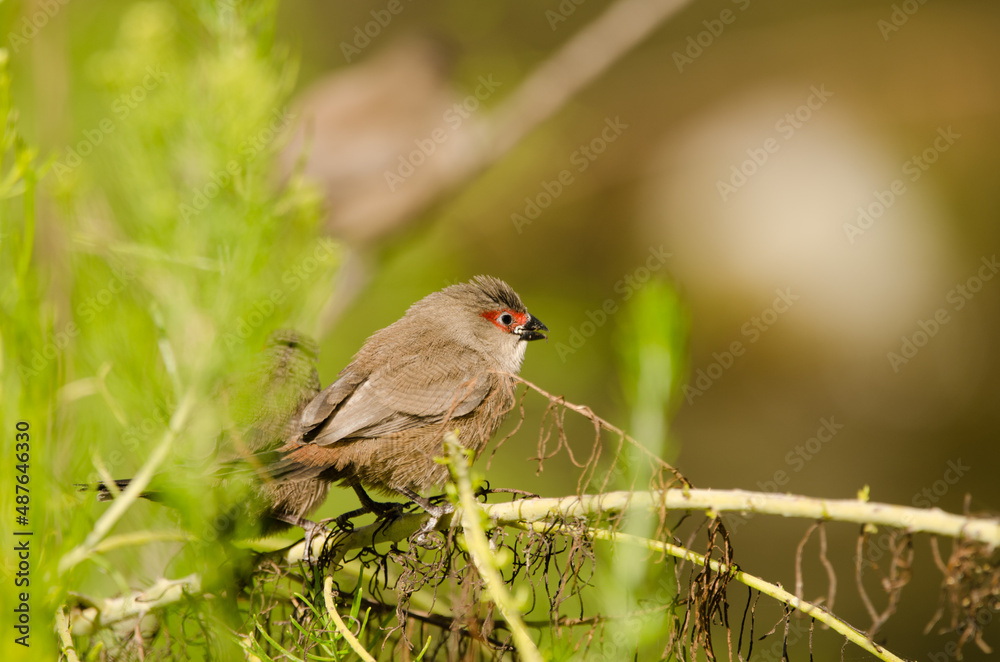 Juveniles common waxbill Estrilda astrild. Tony Gallardo Park. Maspalomas. San Bartolome de Tirajana. Gran Canaria. Canary Islands. Spain.