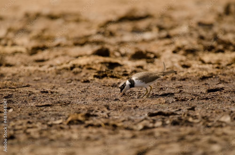 Little ringed plover Charadrius dubius searching for food. Aguimes. Gran Canaria. Canary Islands. Spain. Little ringed plover Charadrius dubius searching for food. Aguimes. Gran Canaria. Canary Islands. Spain.