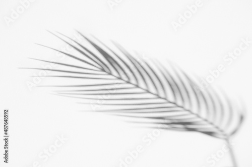 Abstract shadow black white palm leaf shadow on a white wall background. Horizontal creative theme poster, greeting cards, headers, website and app