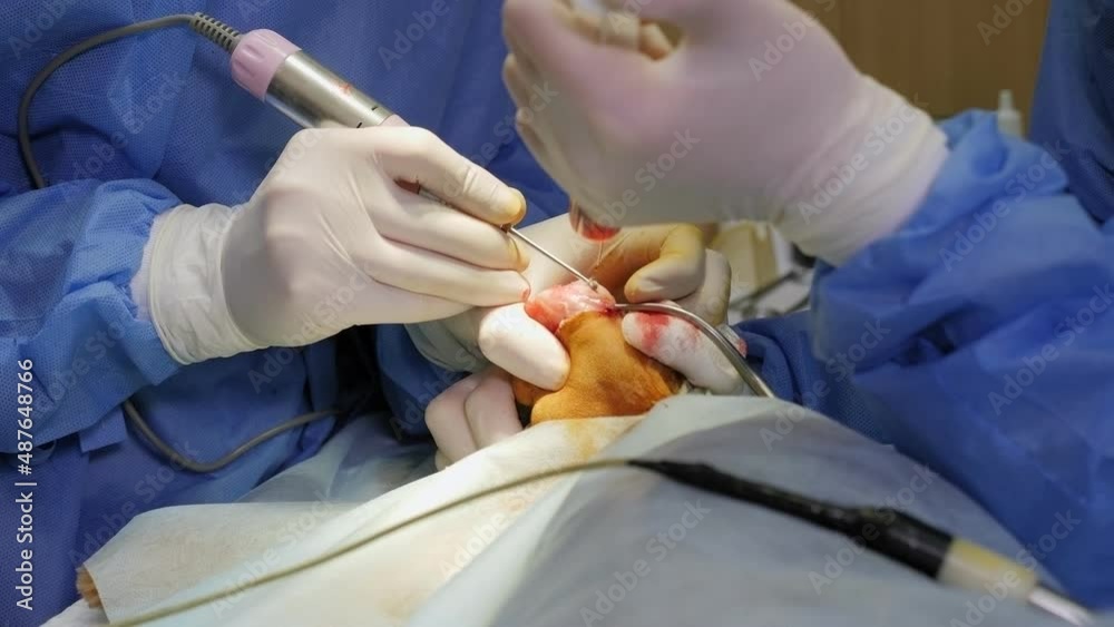 Doctor veterinarian makes a transposition of the patella of a dog in a veterinary clinic. The doctor performs an operation on a small dog in a veterinary clinic on the operating table.