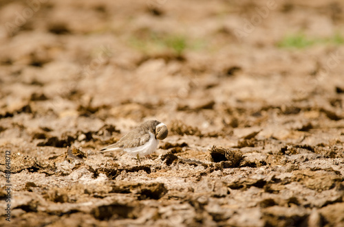 Little ringed plover Charadrius dubius preening. Aguimes. Gran Canaria. Canary Islands. Spain.