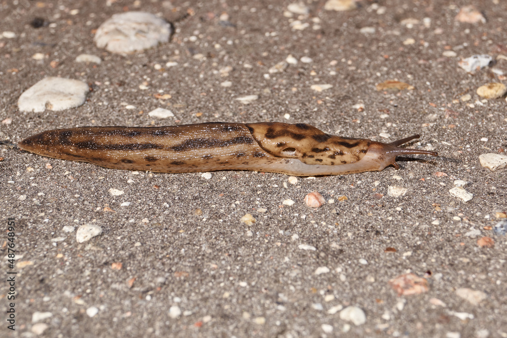 A great slug (lat. Limax maximus) crawls along the paths in the garden. The great slug is a terrestrial gastropod mollusk of the order pulmonary snails of the family Limacidae. A great slug (lat. Limax maximus) crawls along the paths in the garden. The great slug is a terrestrial gastropod mollusk of the order pulmonary snails of the family Limacidae.